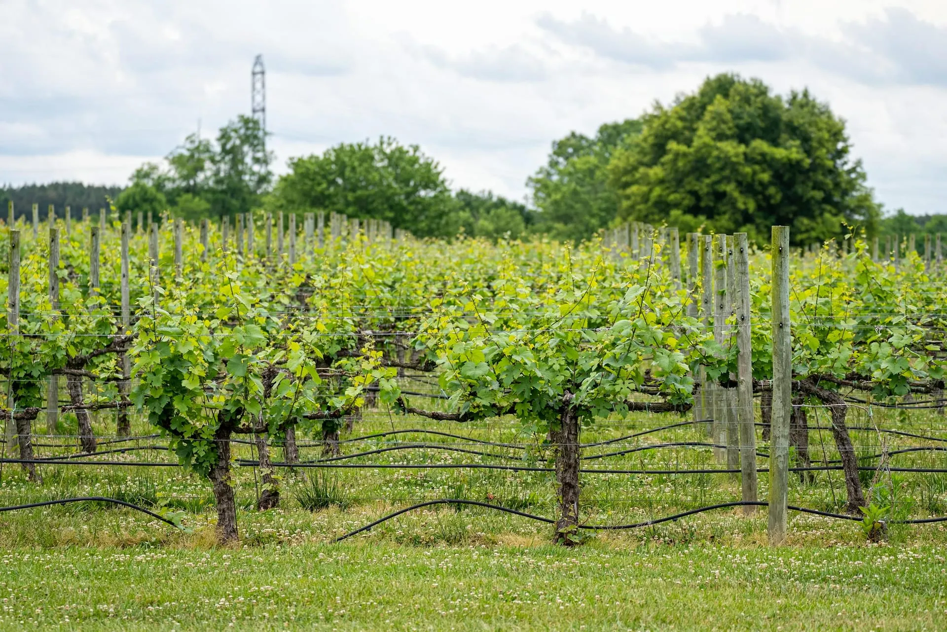 Loudoun County Virginia vineyard on a private wine country limousine tour from Washington DC