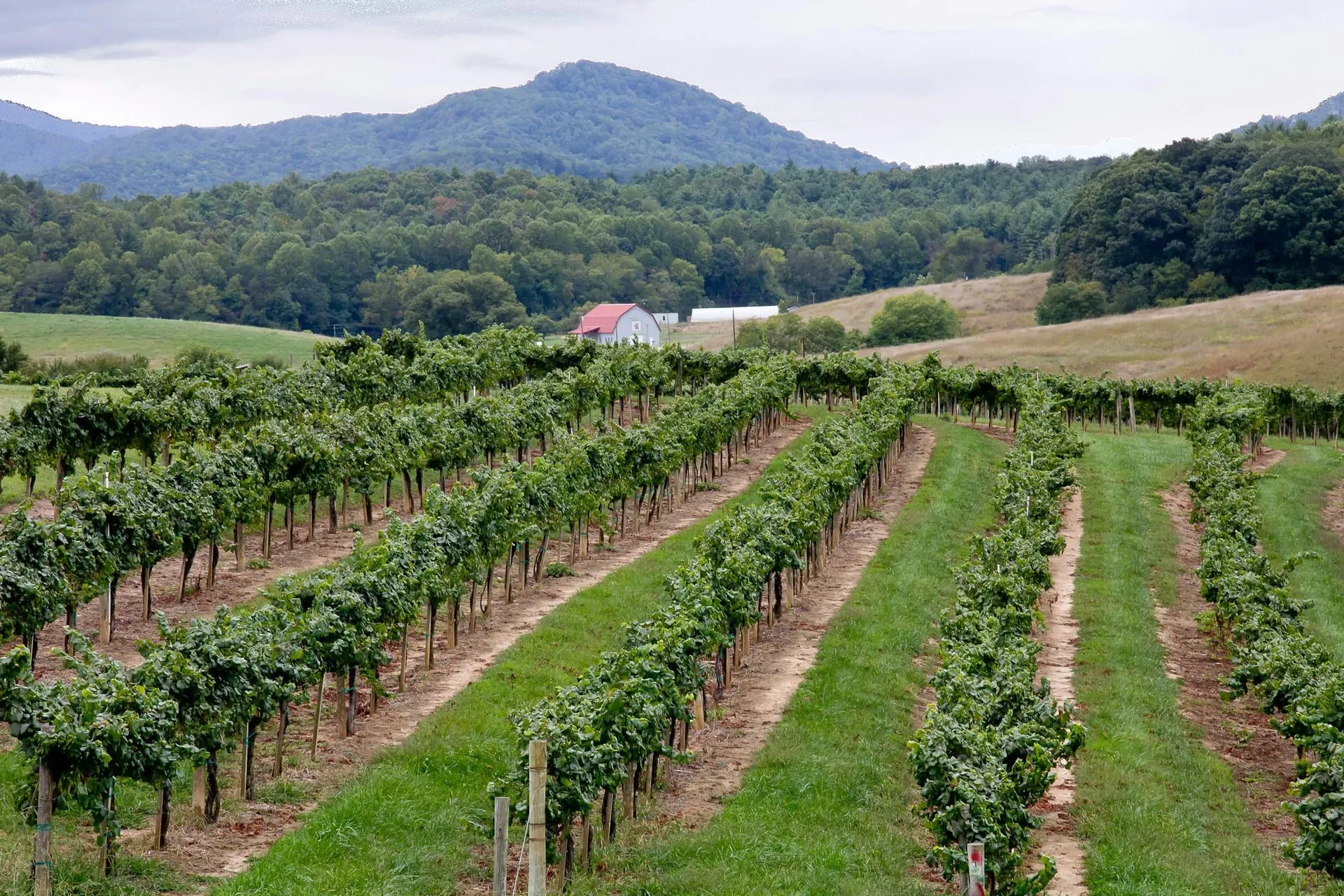 Virginia vineyard rows on a private chauffeured wine tasting tour from Washington DC